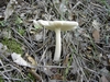 Amanite