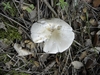 Amanite