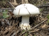 Amanite