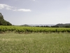 vignes à Taradeau