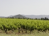 vignes à Taradeau
