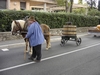 les chevaux