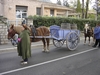 les chevaux
