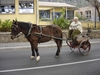 les chevaux