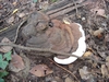 polypore
