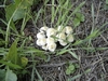 Petits blancs