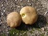 bolet