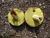 bolet