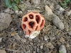 Clathrus
