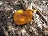 clitocybe