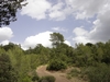 cumulus d'averse