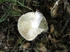 russule