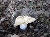 russule